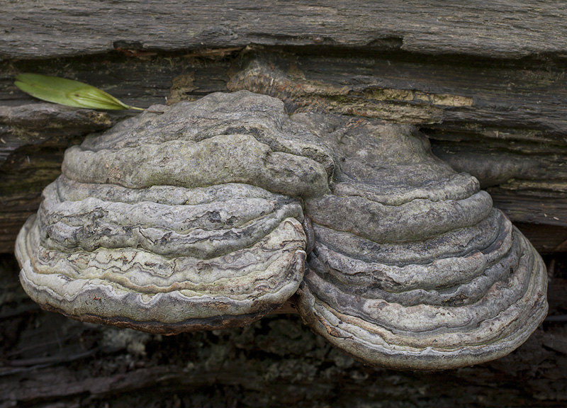 Fomes fomentarius